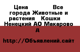 Zolton › Цена ­ 30 000 - Все города Животные и растения » Кошки   . Ненецкий АО,Макарово д.